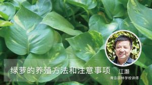 绿萝的养殖方法和注意事项