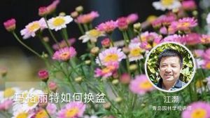 瑪格麗特如何換盆