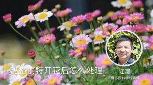 瑪格麗特開花后怎么處理