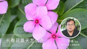 長春花夏天怎么養(yǎng)