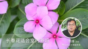 长春花适合室内养吗