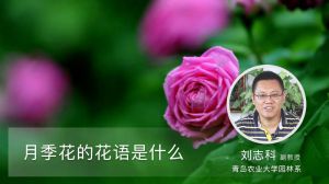 月季花的花語是什么