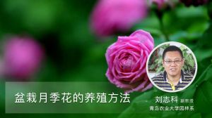 盆栽月季花的養(yǎng)殖方法