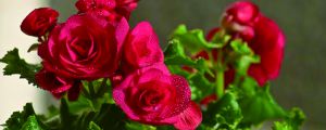 玫瑰海棠的养殖方法和注意事项