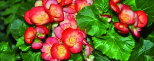 玫瑰海棠一年开几次花，花期如何养护