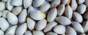 白果种子种植要去壳吗，如何种植