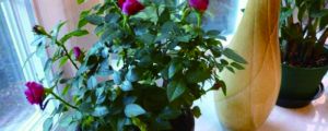 小玫瑰花的盆栽的花期，怎么修剪