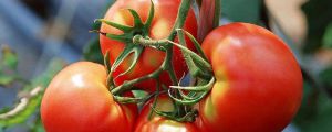 怎么种植番茄