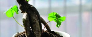 人参榕的养殖方法，怎么让根长大？