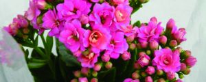 長(zhǎng)壽花什么時(shí)候開花旺