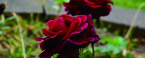 路易十四玫瑰怎么种植：好养吗？怎么养？