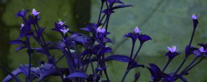 紫竹梅花开多久枯萎，花后怎么修剪和养护