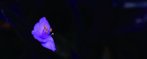 紫竹梅花期是什么时候，花开多久才谢