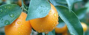 橘子皮怎么养花