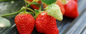 如何科学栽培草莓