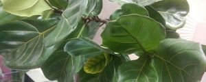 琴叶榕的养殖方法和注意事项