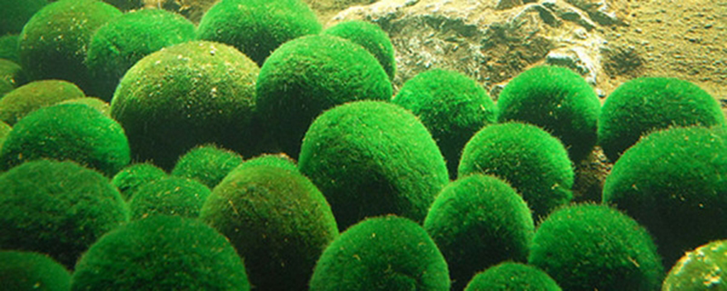 绿球藻的养殖方法