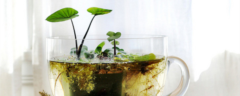 水生植物怎么养 花百科