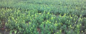 曼地亚红豆杉用什么肥料