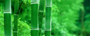 竹类代表哪一类人