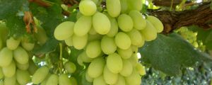 葡萄是什么季节成熟的