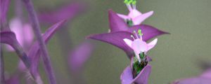 盆栽紫竹梅怎么养