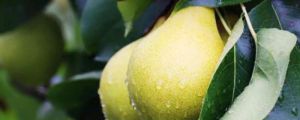 梨树的高效种植技术及注意事项