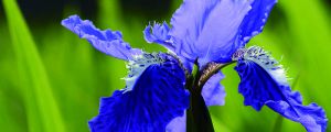 蓝蝴蝶的养殖方法和注意事项