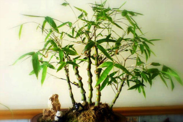 这“4种”幸运树，养一盆在客厅，生活好运当头，元气满满！