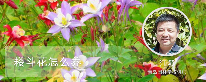 耬斗花怎么養(yǎng)