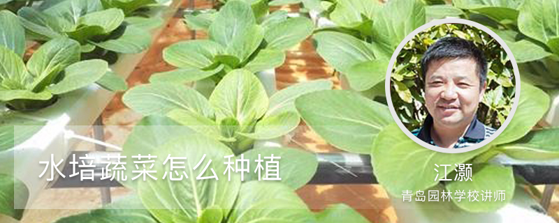 水培蔬菜怎么種植