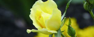 黄玫瑰的花语是什么