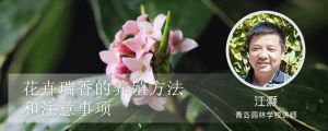 花卉瑞香的養(yǎng)殖方法和注意事項