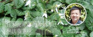 日本虎耳草的养殖方法和注意事项
