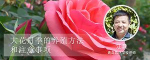 大花月季養(yǎng)殖方法和注意事項(xiàng)