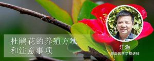 杜鵑花的養(yǎng)殖方法和注意事項(xiàng)