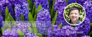 風(fēng)信子的養(yǎng)殖方法和注意事項(xiàng)