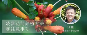 凌霄花的養(yǎng)殖方法和注意事項(xiàng)