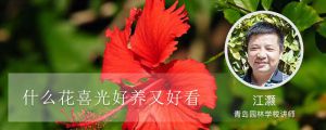 什么花喜光好養(yǎng)又好看