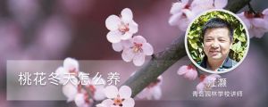 桃花冬天怎么養(yǎng)