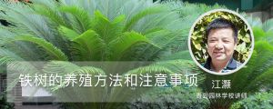 鐵樹的養(yǎng)殖方法和注意事項(xiàng)