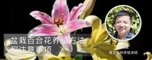 盆栽百合花養(yǎng)殖方法和注意事項(xiàng)