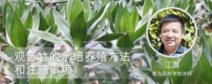 观音竹的水培养殖方法和注意事项