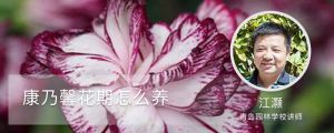 康乃馨花期怎么養(yǎng)