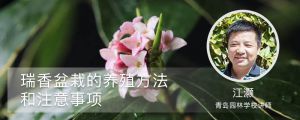 瑞香盆栽的養(yǎng)殖方法和注意事項(xiàng)