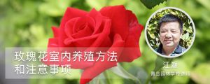 玫瑰花室內(nèi)養(yǎng)殖方法和注意事項(xiàng)