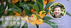 桂花家庭養(yǎng)殖方法和注意事項(xiàng)