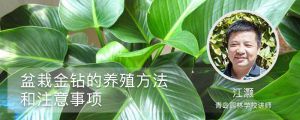 盆栽金鉆的養(yǎng)殖方法和注意事項(xiàng)