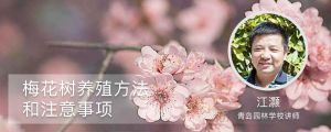 梅花樹養(yǎng)殖方法和注意事項