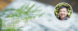 文竹的水培養(yǎng)殖方法和注意事項(xiàng)